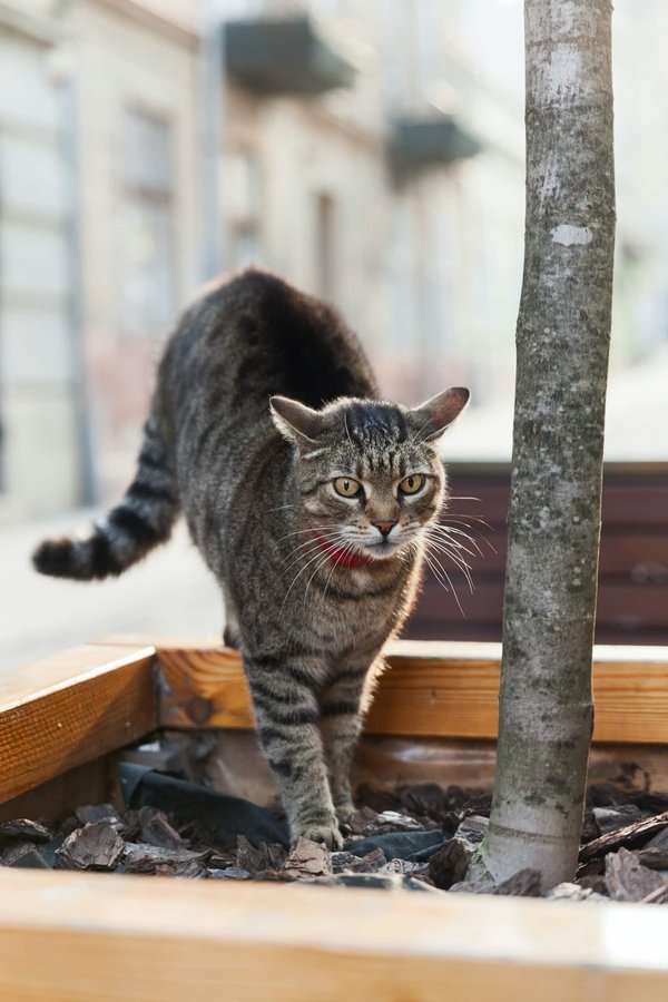 L'ère de la technologie féline : explorer les avantages et les controverses des GPS pour chats