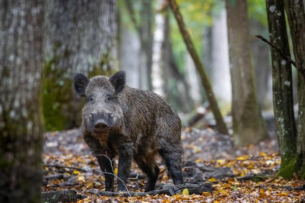 Comment identifier et différencier les excréments de sanglier des autres traces animales ?
